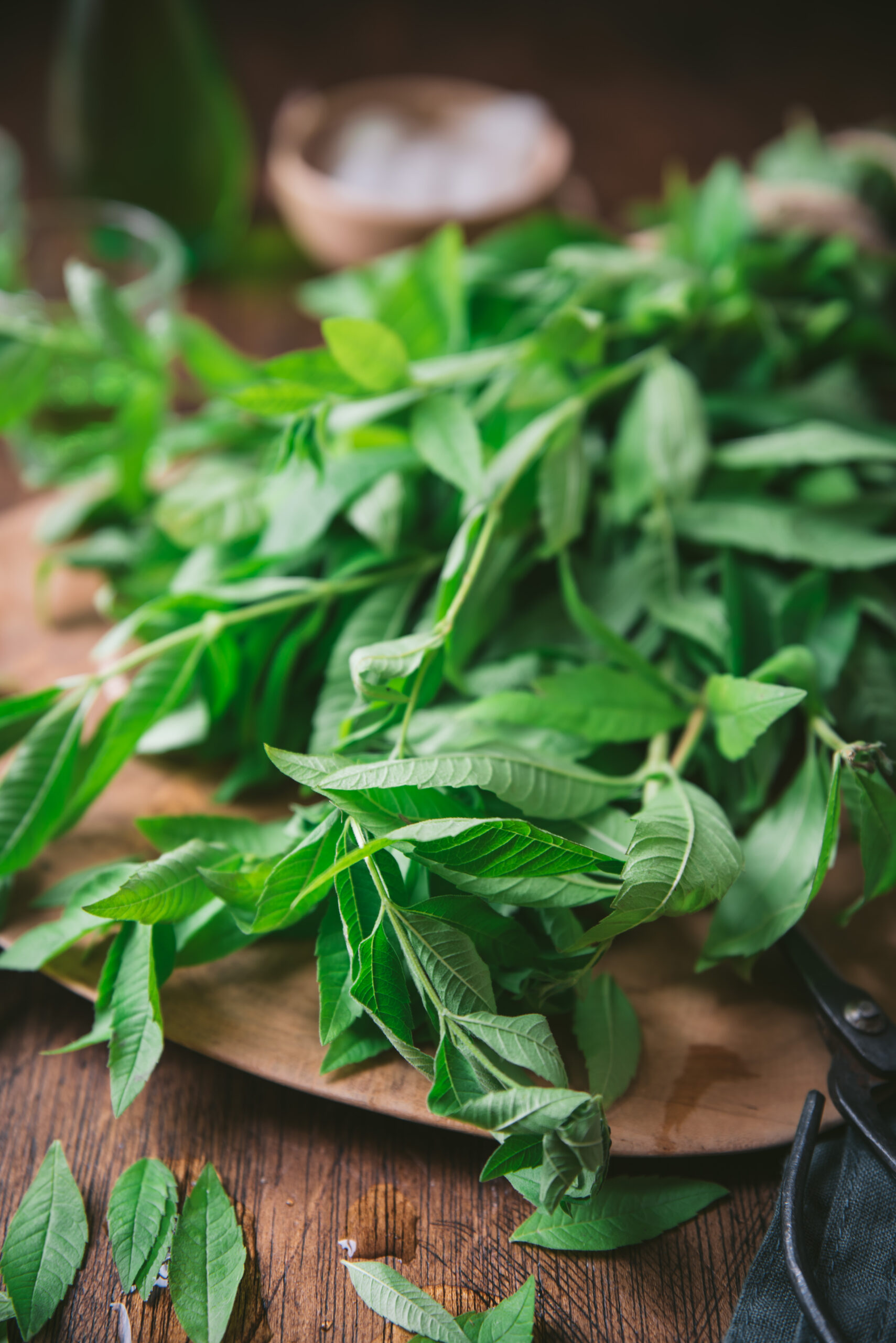 feuilles de verveine citronnée verte 