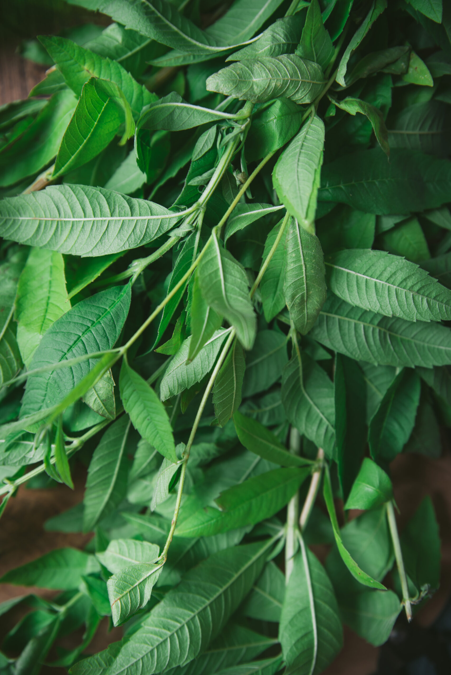 feuilles de verveine citronnelle fraiche