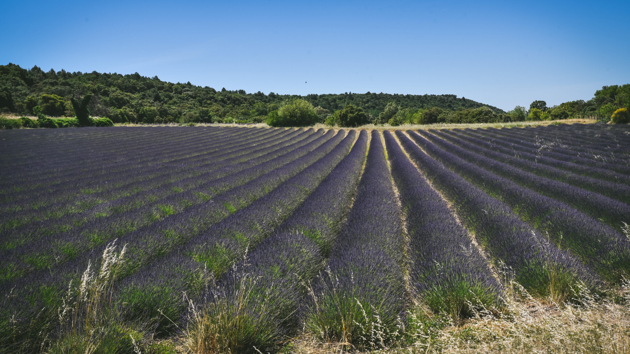 champ lavande drome provencale