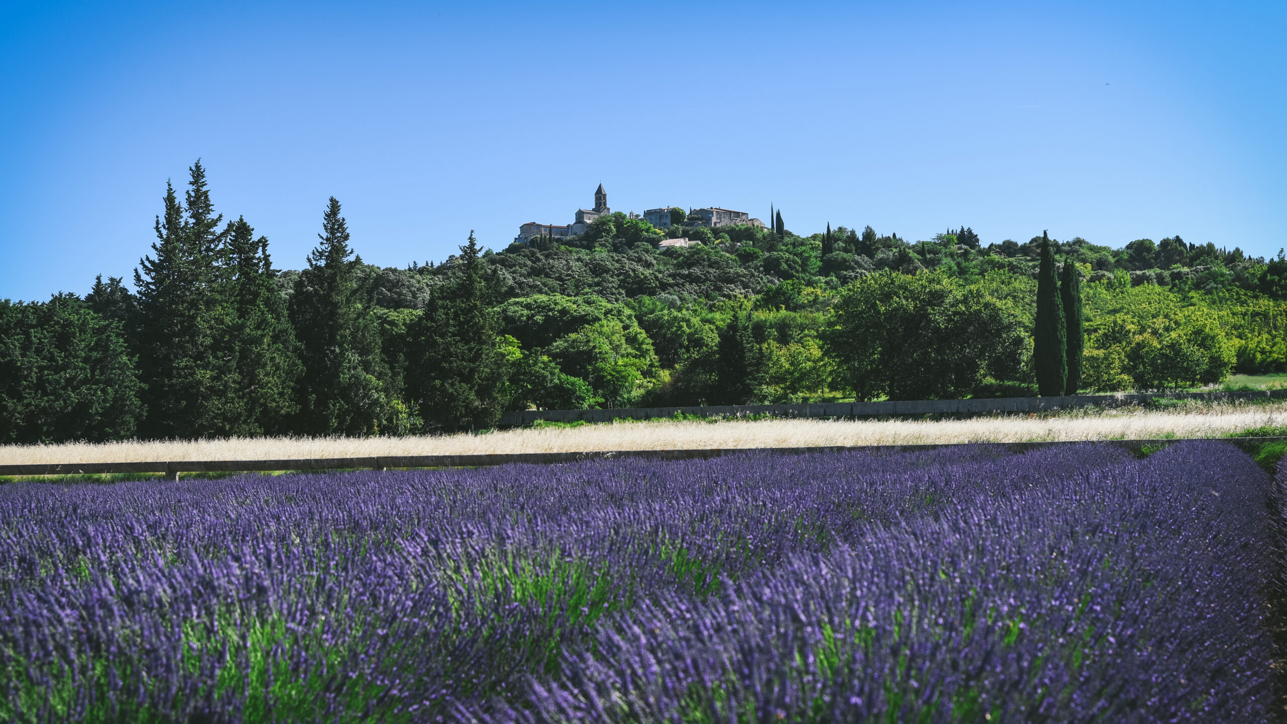 champ lavande garde adhemar
