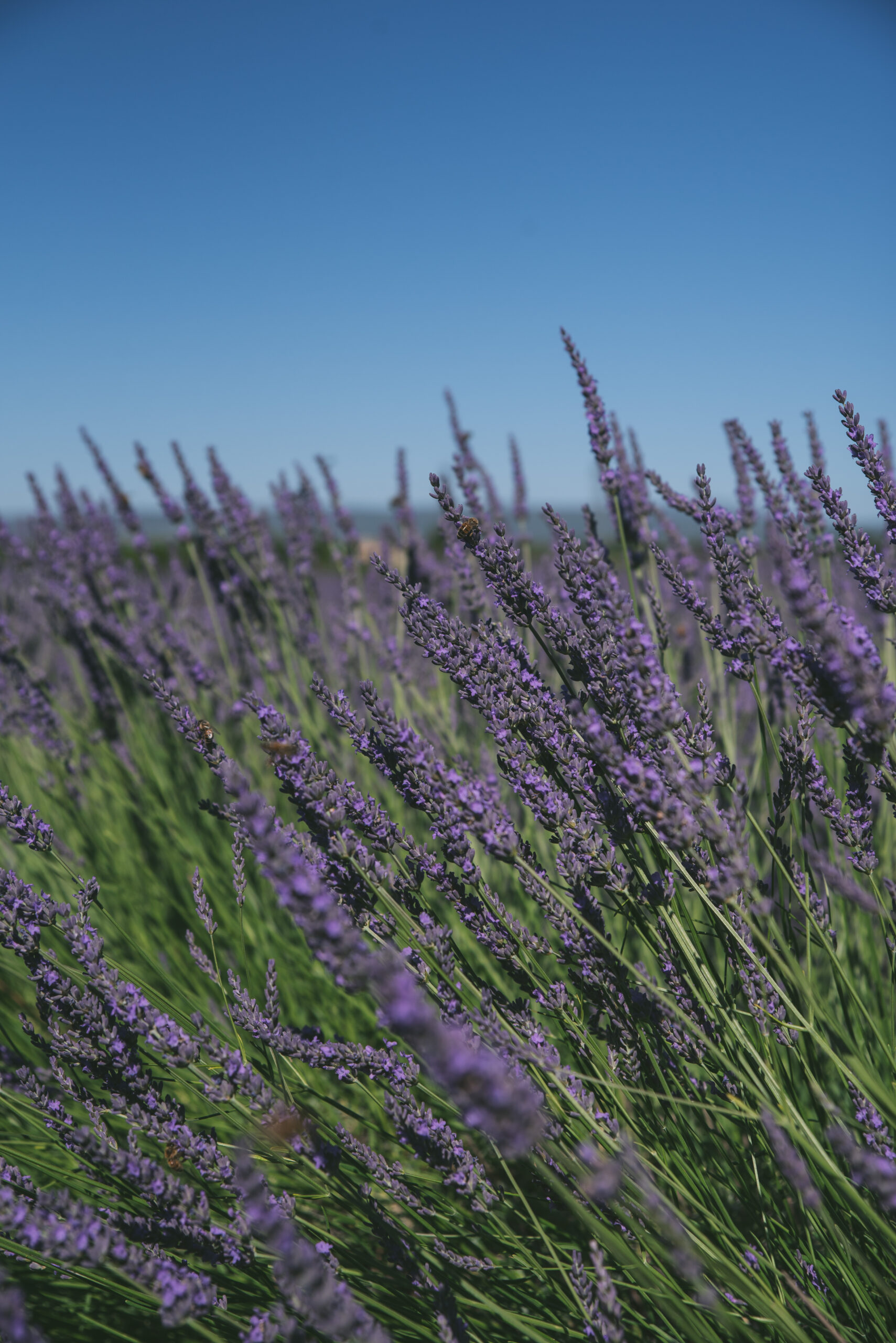 lavande abeilles