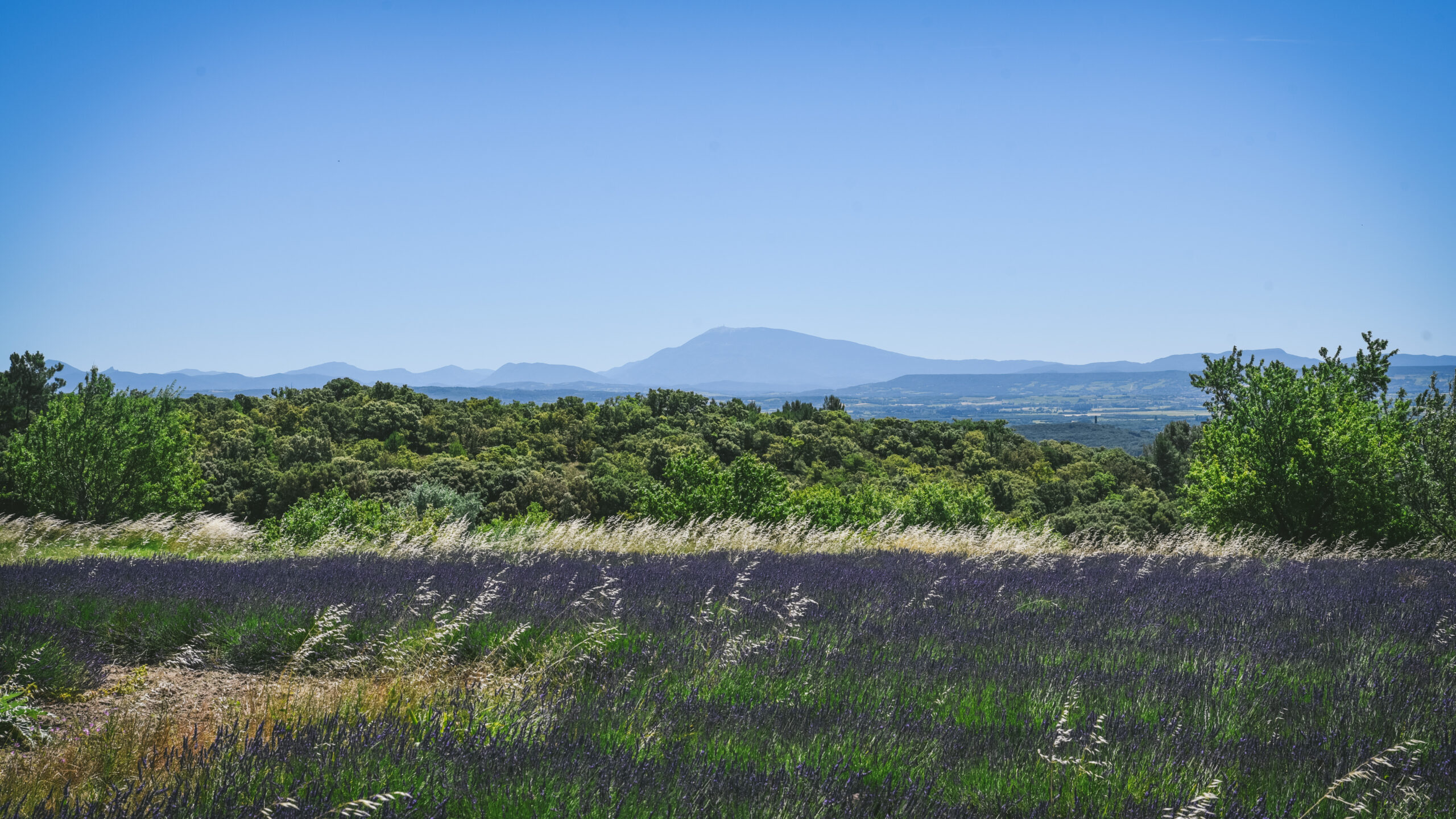 lavande mont ventoux