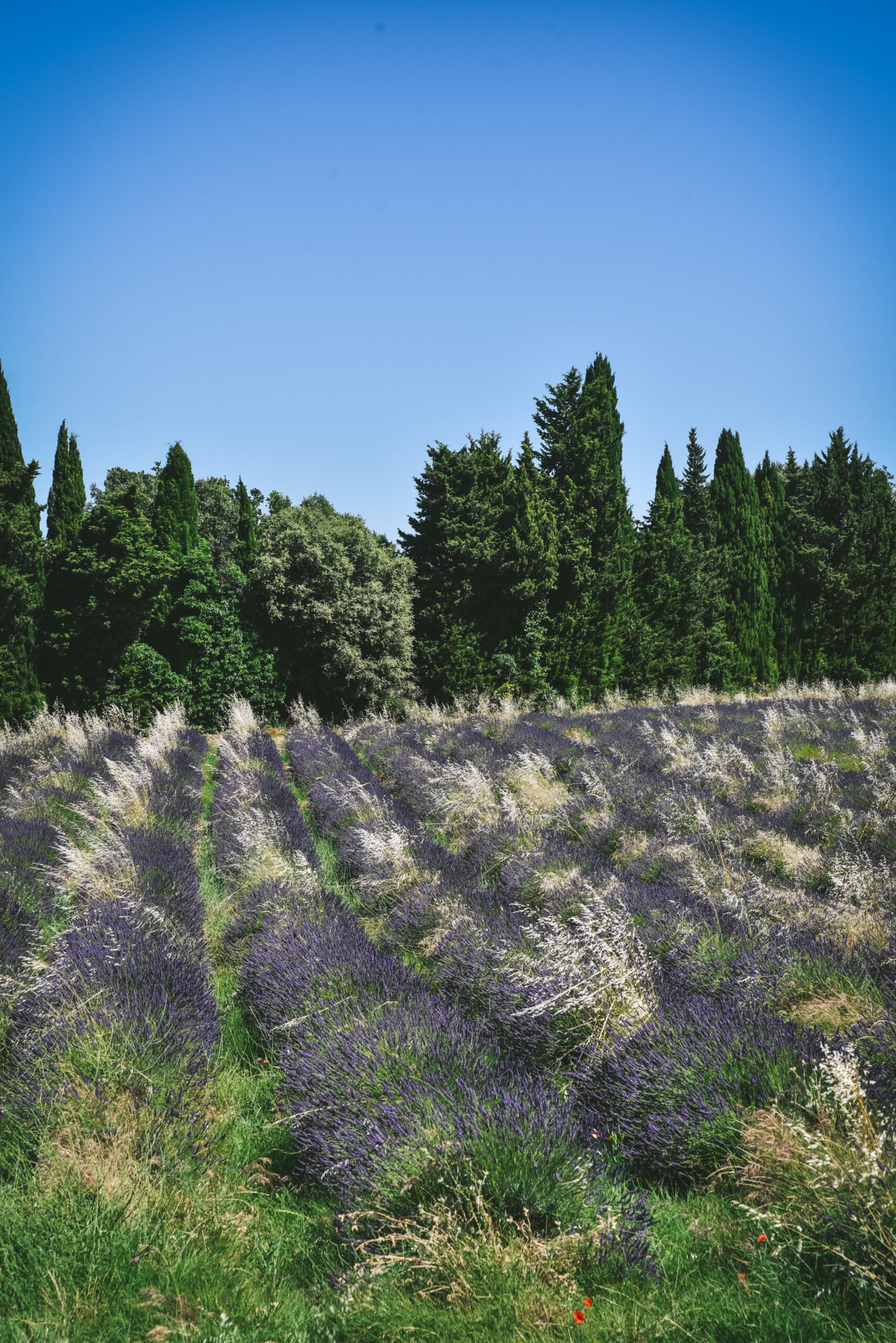 lavandes drome provencale