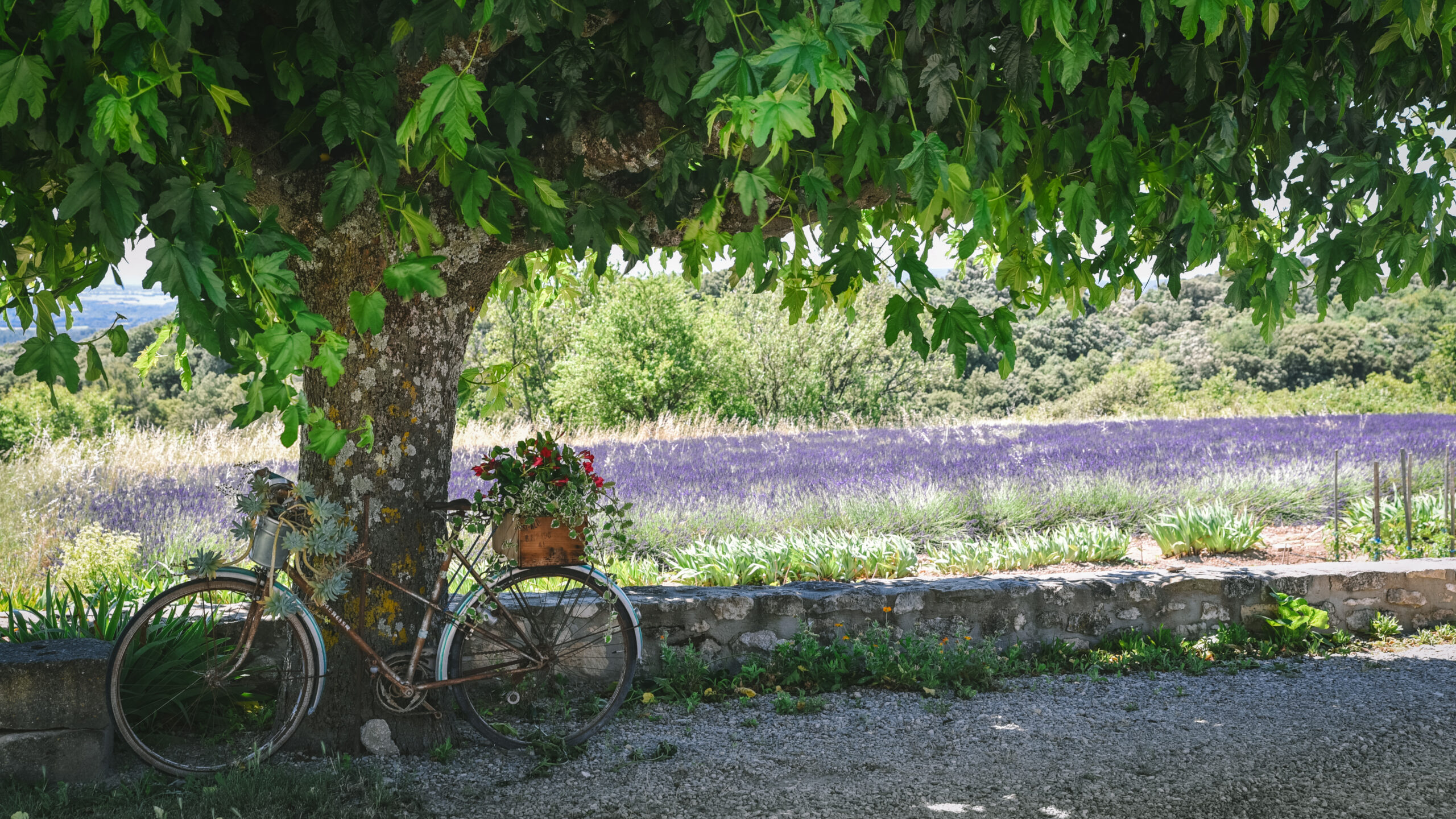 velo champ lavande provence