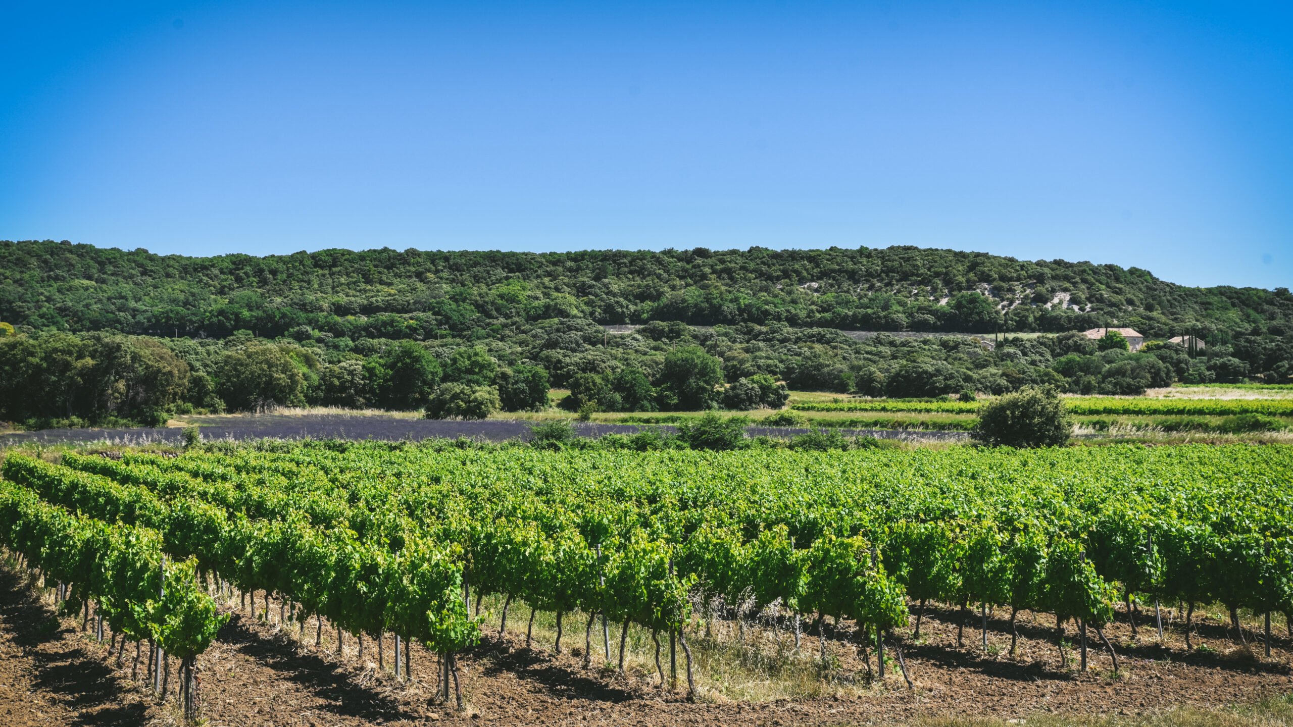vignes lavandes