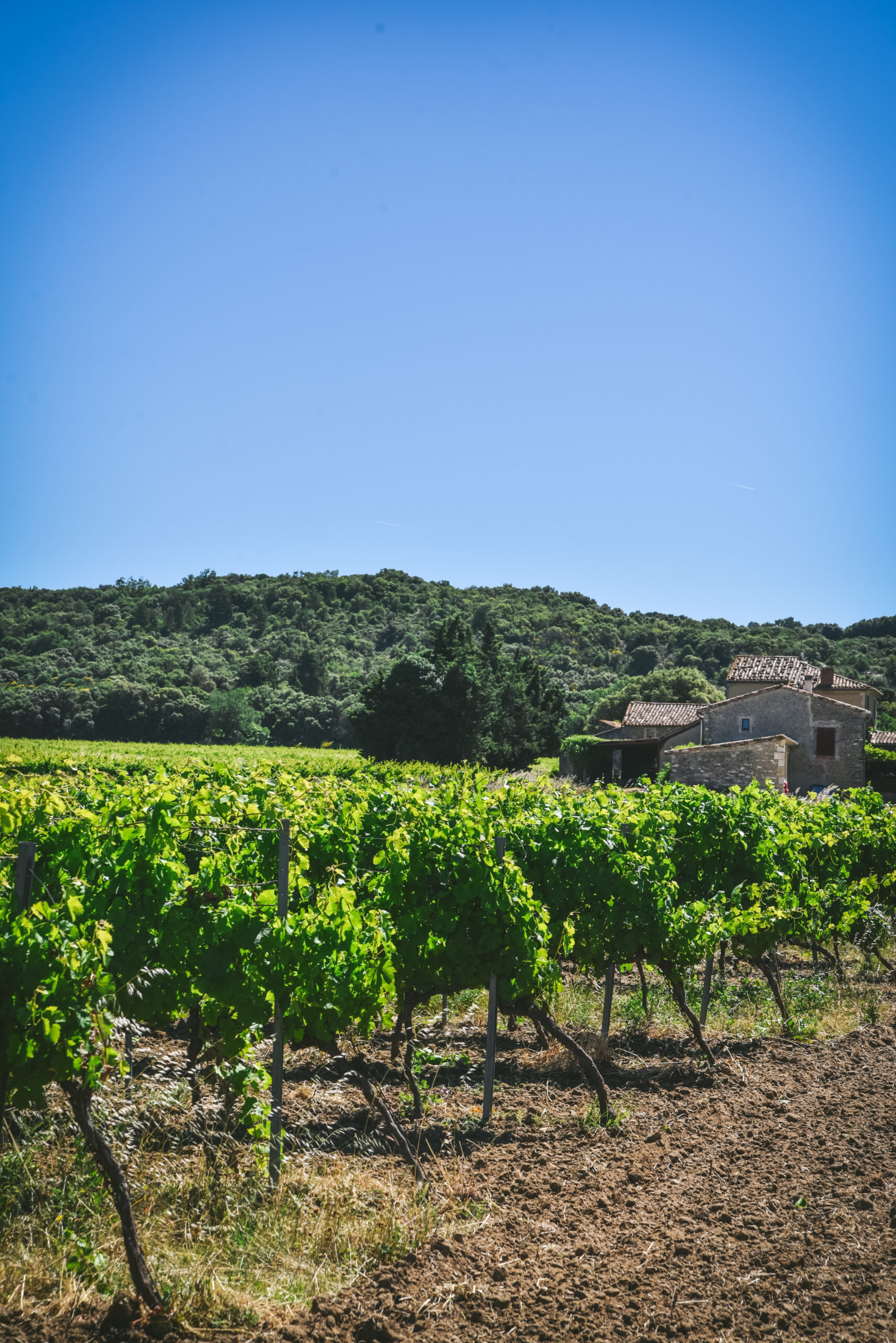 vignes mas provencal